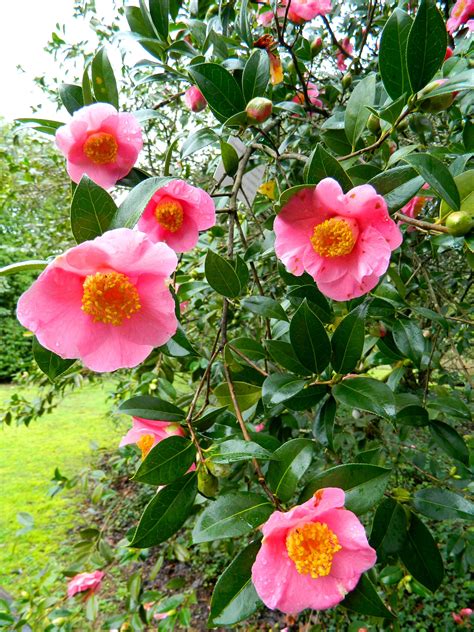 Mysterious curse camellia japonica